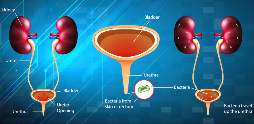 Urology Specialist in Vijayawada